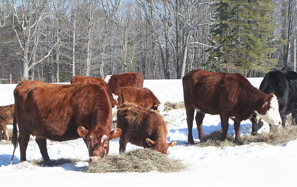 Cattle on pasture in Winter eating hay